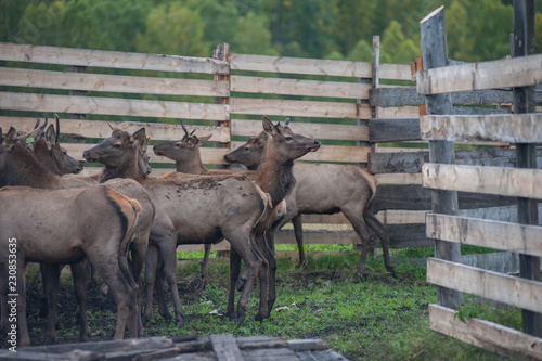 Domesticated deers marals on farm in Altay photo