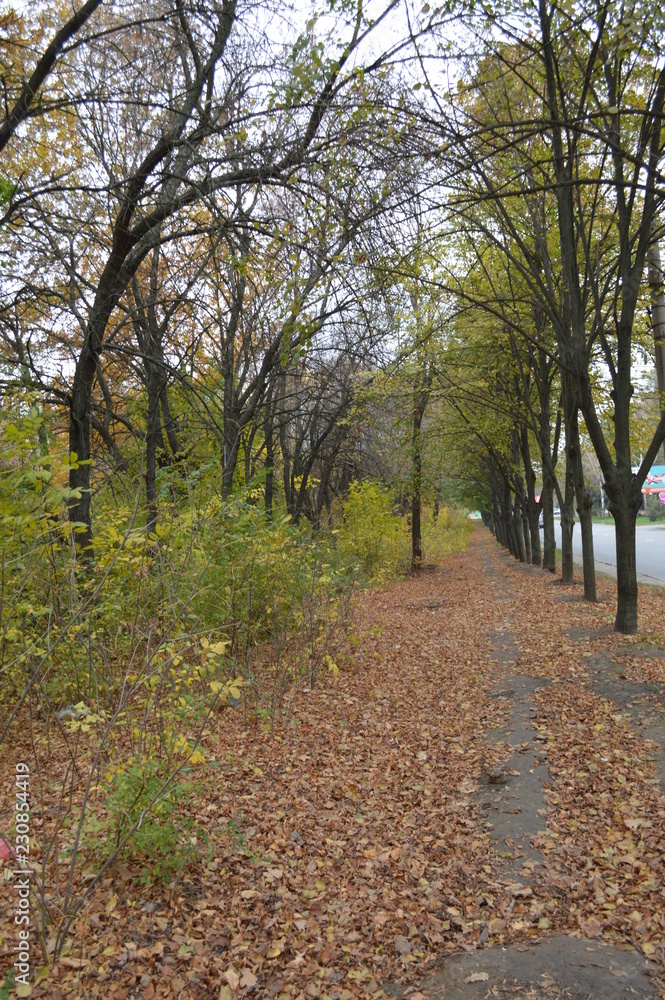 Fototapeta premium autumn in the park