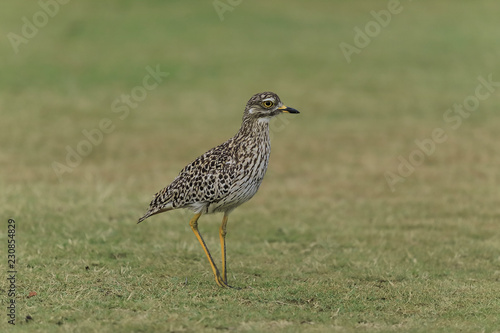 They call me spotted dikkop or Cape thick knee