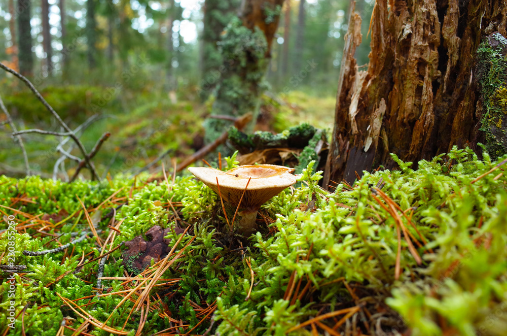 Fototapeta premium Milk mushroom (Lactarius vellereus) on moss in forest close-up photo with short focus, Nature of Sweden