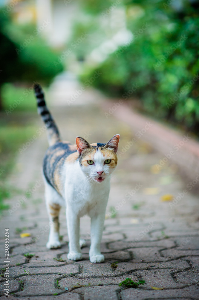 Portrait cats in nature with beautiful. Portrait cats in nature with beautiful.