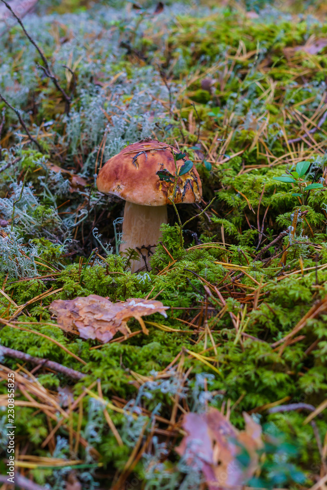 Fototapeta premium Mushroom Boletus over Wooden Background. Autumn Cep Mushrooms. Cooking delicious organic mushroom. Gourmet food