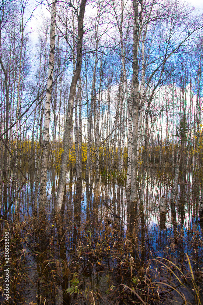 Autumn in the forest. Trees, water and dry grass. Nupuri, Espoo, Finland Autumn in the forest. Trees, water and dry grass. Nupuri, Espoo, Finland