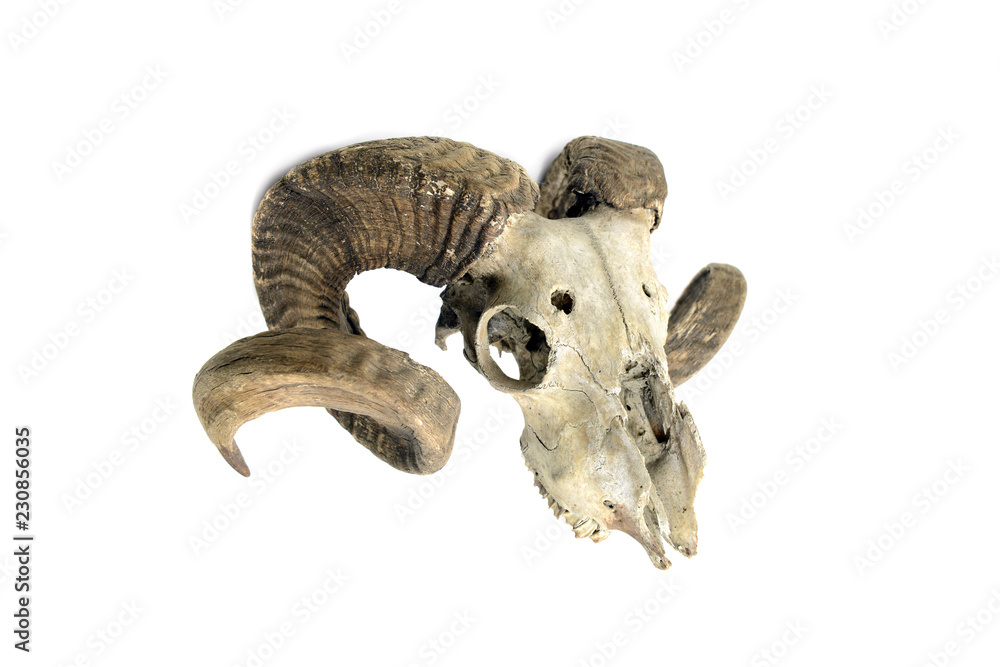 Fototapeta premium czaszka kozy z rogami na na białym tle