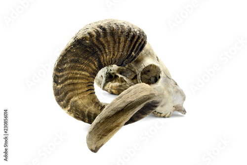 goat skull with horns on white isolated background