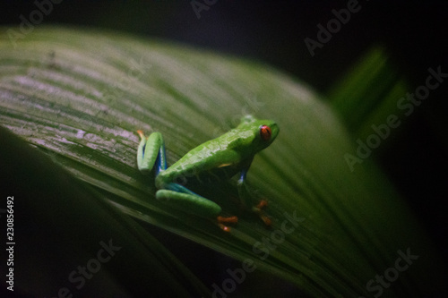 Ready to Leap