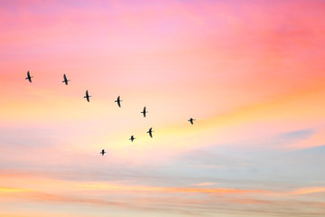 Wandcirkels Vogel Trekvogels bij pastelkleurige avondhemel  © flowertiare