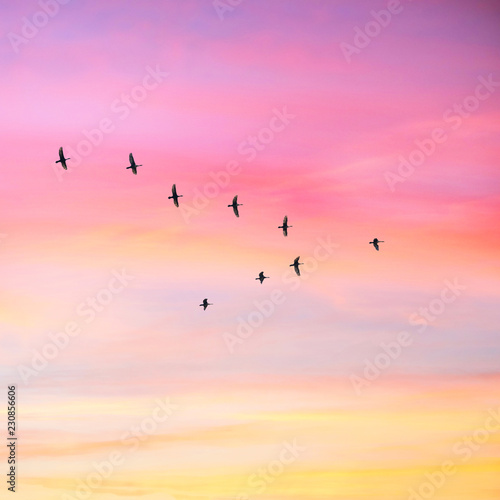 Migratory birds flying in the shape of v on the cloudy sunset sky. Sky and clouds with effect of pastel colored