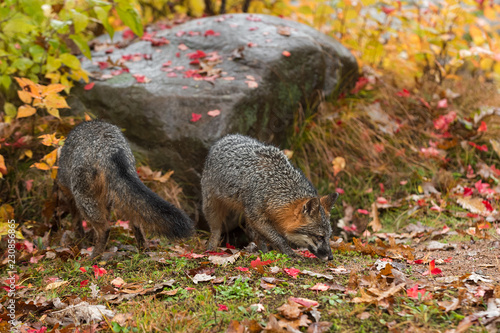 Grey Foxes (Urocyon cinereoargenteus) Sniff About in Autumn Leaves photo