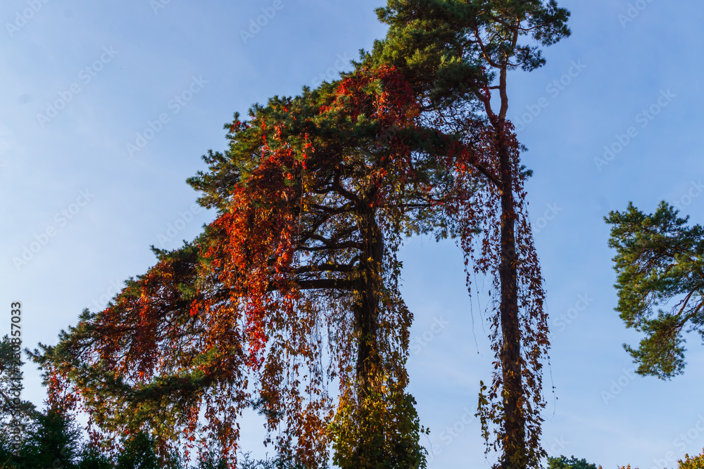 Obraz premium Red autumn leaves of wild grapes hang on fence. Beautiful autumn background , autumn ornament for calendar
