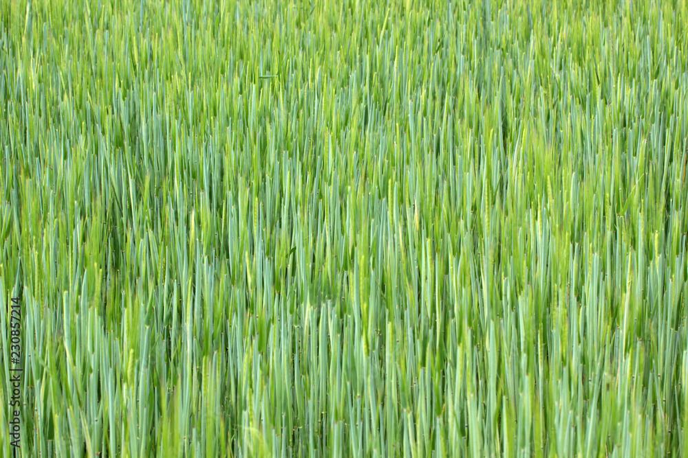 Green field of sprouting wheat Green field of sprouting wheat