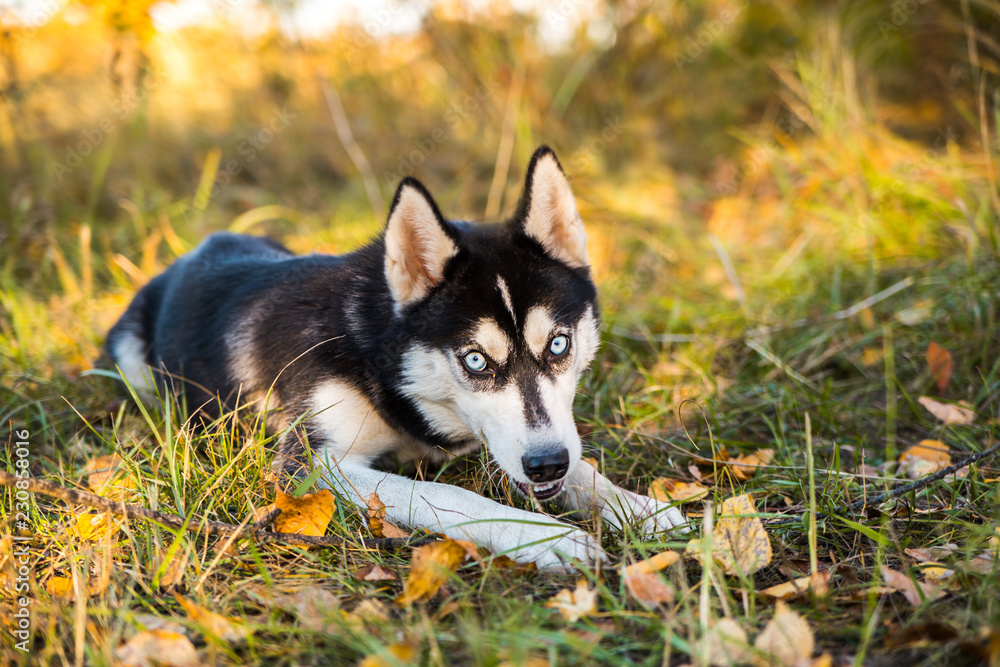 Portrait of a Husky dog playing with a stick on a background of autumnal nature. Portrait of a Husky dog playing with a stick on a background of autumnal nature.