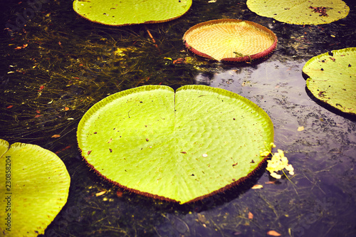 Nenuphars Victoria Amazonia in Pamplemousses gardens, Mauritius island, indian ocean photo