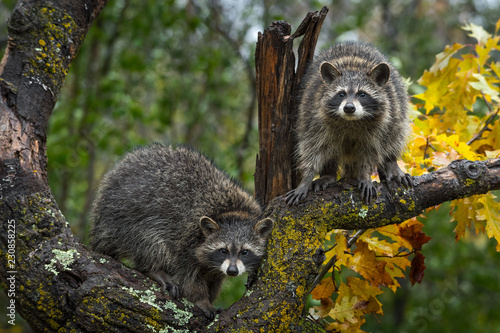 Canvas Print Raccoons (Procyon lotor) Look Out From Autumn Tree