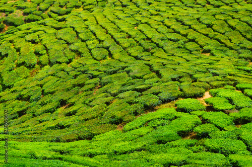 Ocean of Tea
