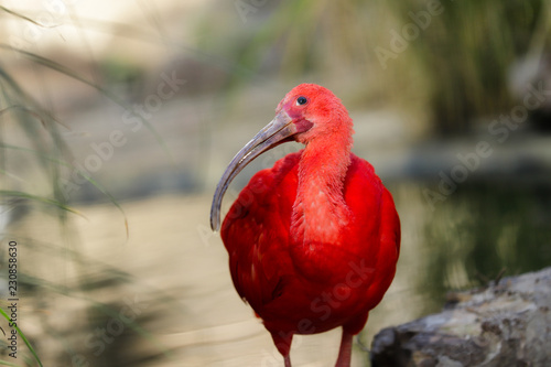 Portrait of scarlet ibis (Eudocimus ruber) a species of ibis in the bird family Threskiornithidae