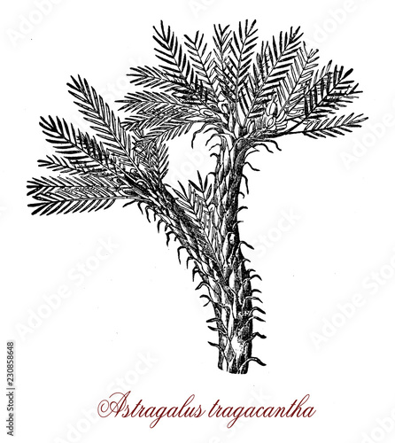 Vintage botanical engraving of astragalus tragacantha, a milkvetch growing in sandy soil around the Mediterranean beaches, origin of natural gum tragacanth, made with dried sap. photo