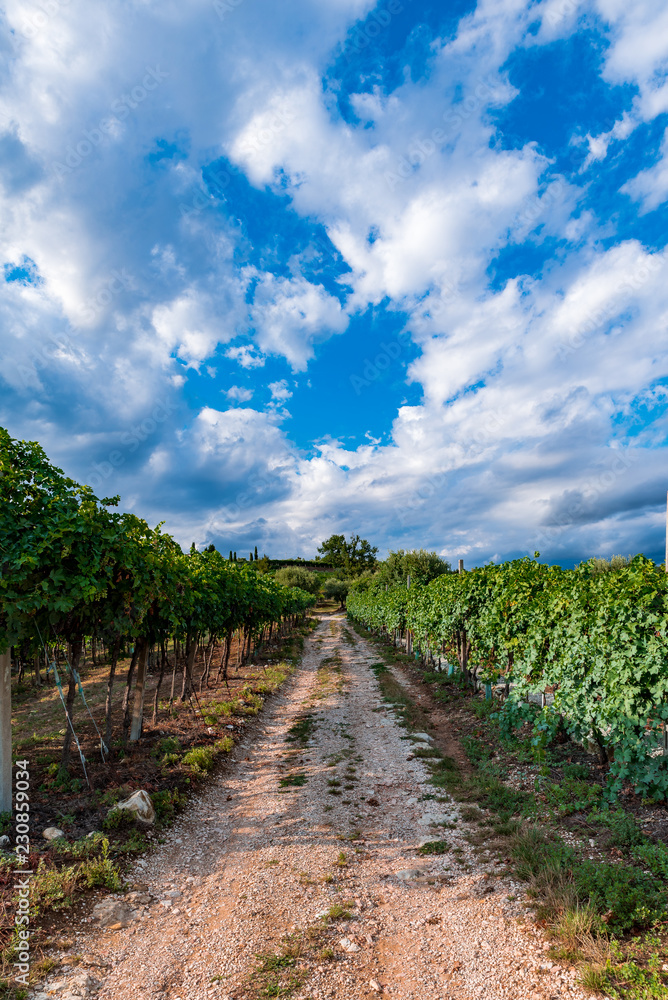 Italy summer landscape