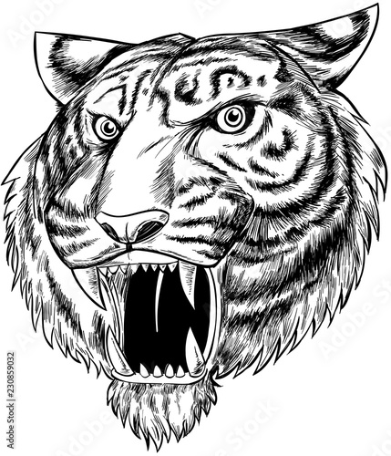 Fototapeta Naklejka Na Ścianę i Meble -  tiger hand drawn isolated on white background