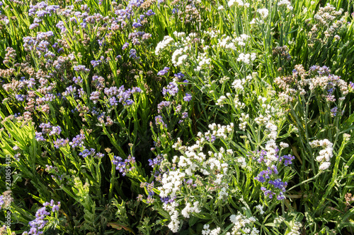 Fototapeta Naklejka Na Ścianę i Meble -  Blue and white flowers Immortelle.