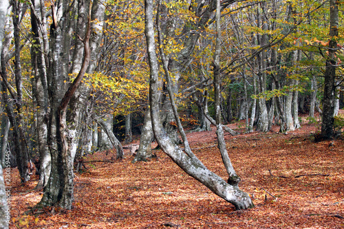 La faggeta secolare di Canfaito photo