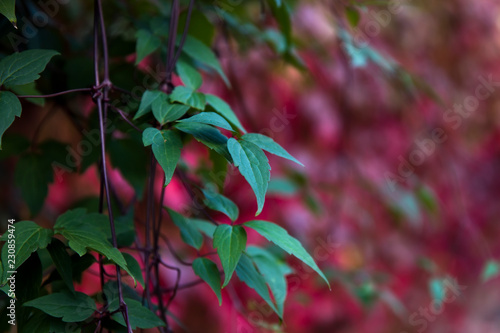 Autumn ivy leaves