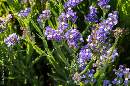 Fototapeta Naklejka Na Ścianę i Meble -  Blue and white flowers Immortelle.