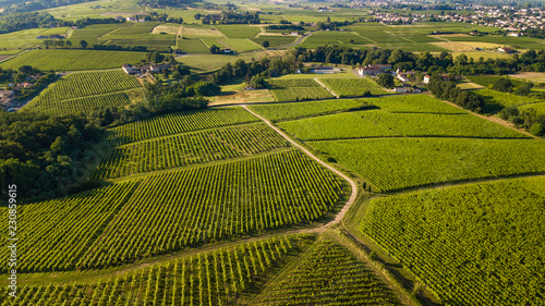 Aerial view  Bordeaux vineyard  landscape vineyard south west of france