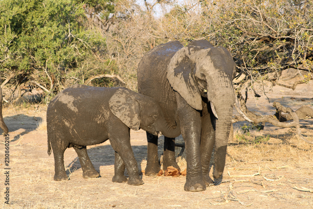 Fototapeta premium Animal de la savane