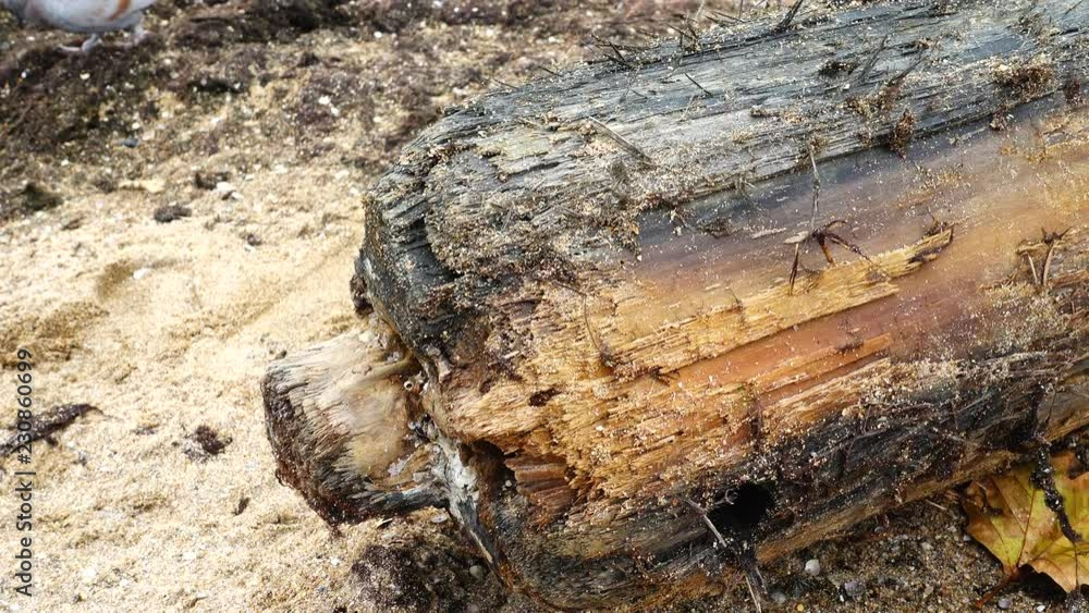 Storm has thrown out an ancient mast on the sandy seashore. Mast from the ancient sunk ship. Storm has thrown out an ancient mast on the sandy seashore. Mast from the ancient sunk ship.
