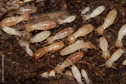 colonie de termite colony