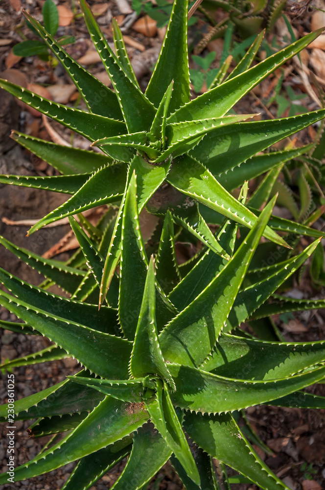 Cactacées Cactacées