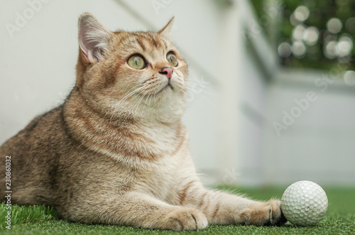 British shorthair cat playing golf ball in a field