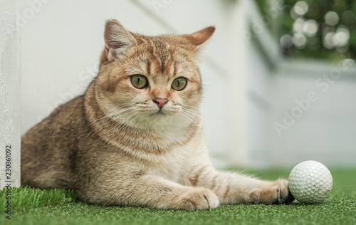 British shorthair cat playing golf ball in a field