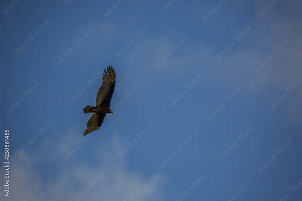 Fototapeta premium Vulture Costa Rica