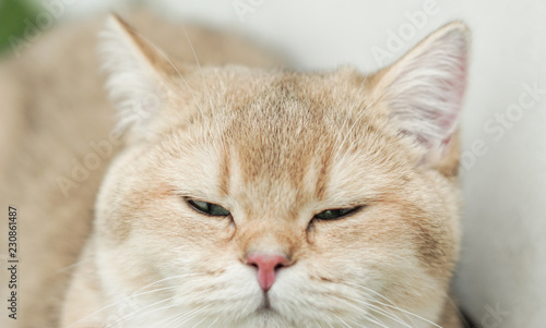 The face of British shorthair cat
