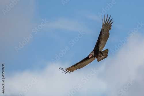 Vulture Costa Rica