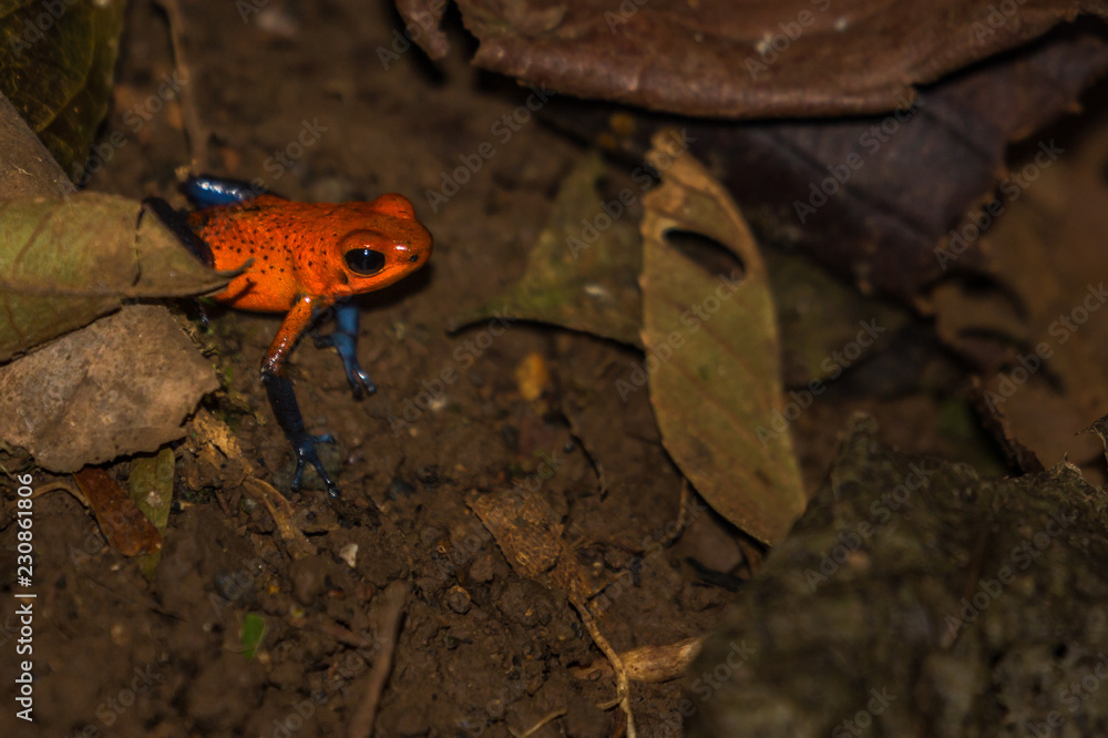 Naklejka premium Blue Jeans Frog Costa Rica