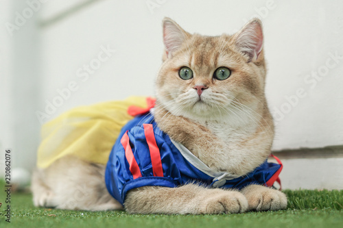British shorthair cat dressing snow white dress