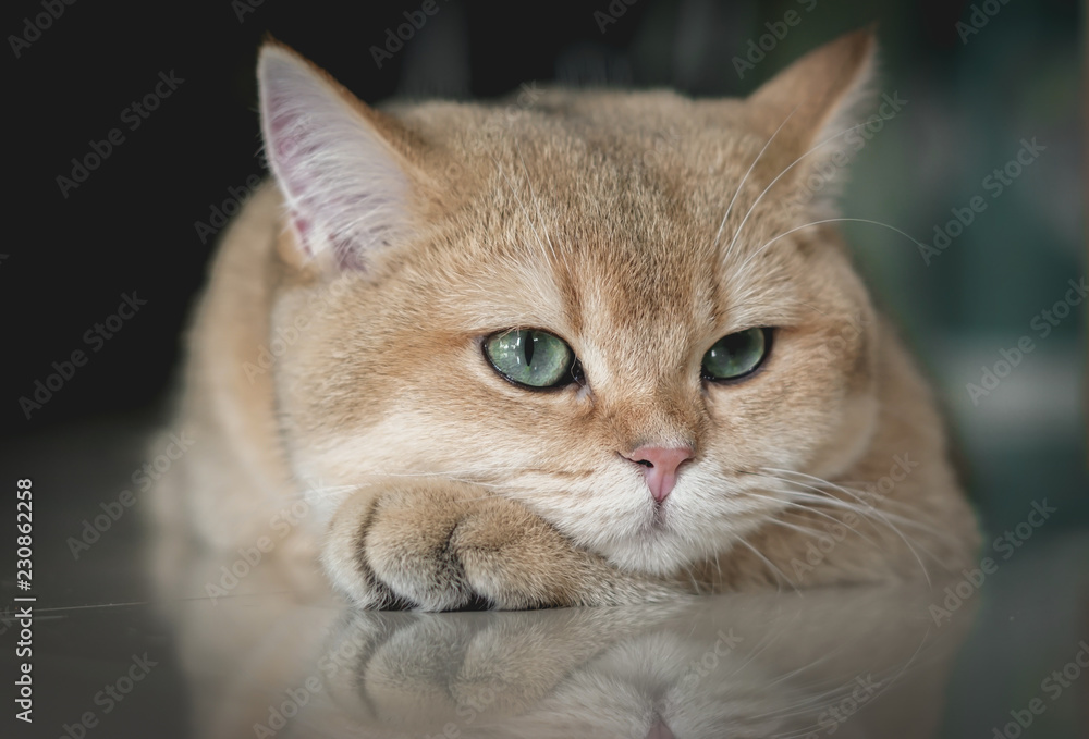 Fototapeta premium The face of British shorthair cat