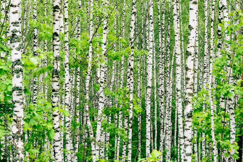 Birch tree background