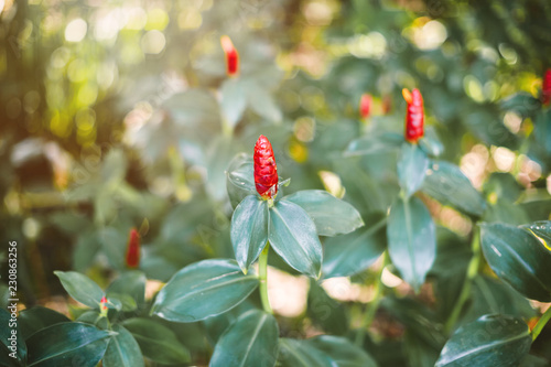 Selective focus on red Indian flower head ginger or Costus speciosus. Abstract nature background. photo