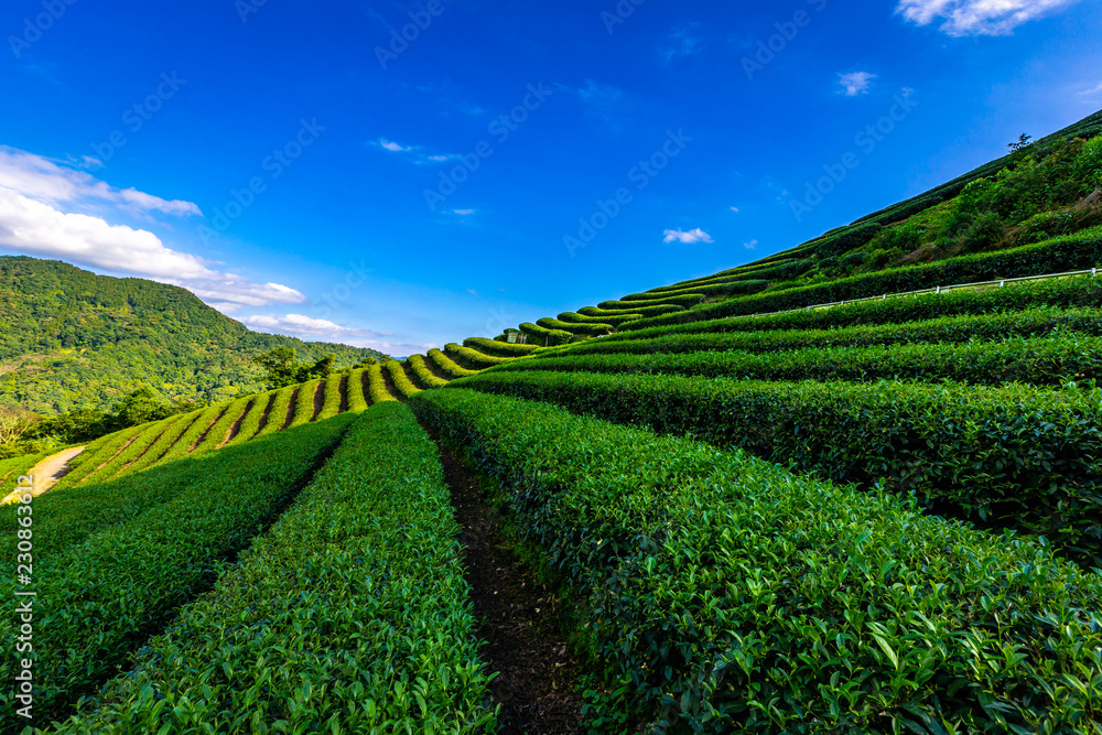 Naklejka premium Beautiful mountain and nature tea plantations.