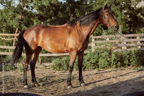 Handsome horse in the paddock. Farm. Ranch. © nazarovsergey