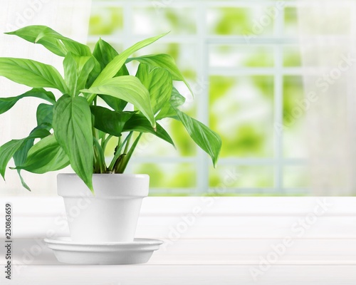 House plant in a flower pot isolated