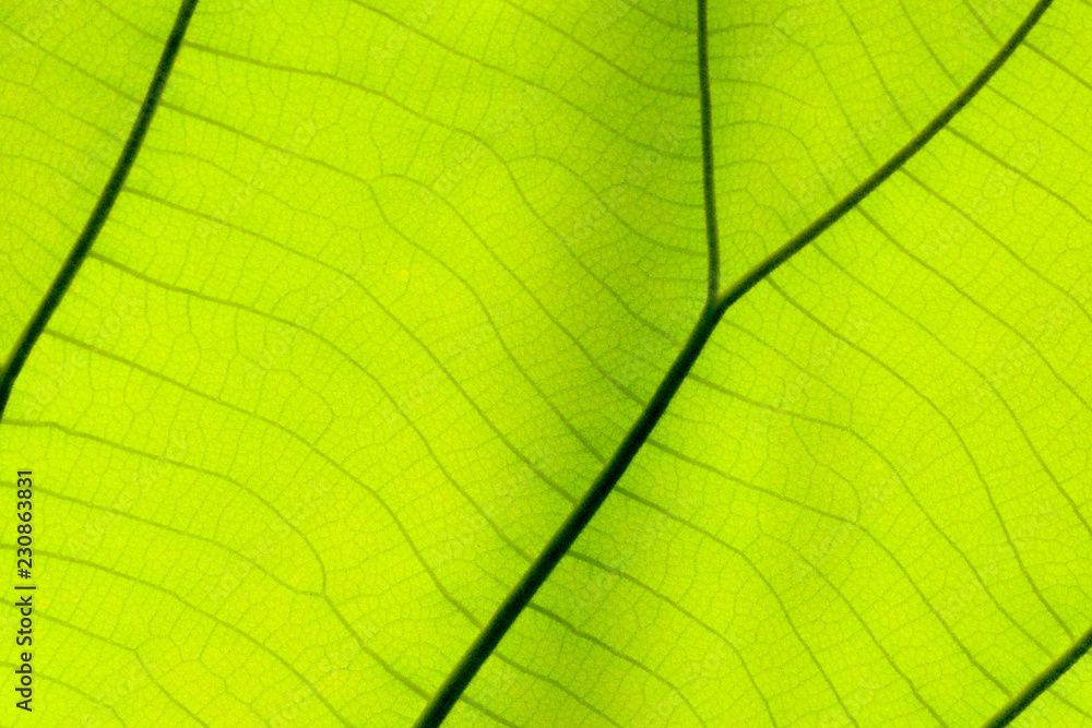 Close up on green leaf texture (background) Close up on green leaf texture (background)