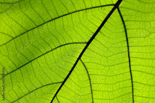 Close up on green leaf texture (background)