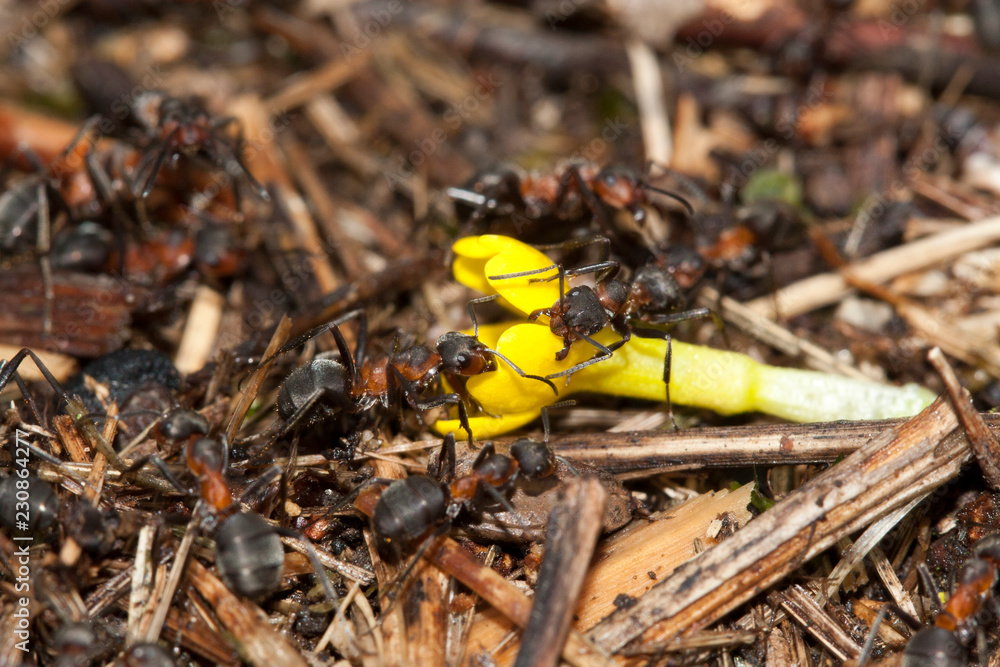 fourmiliere et fourmis ramenant une fleur Photos Adobe Stock