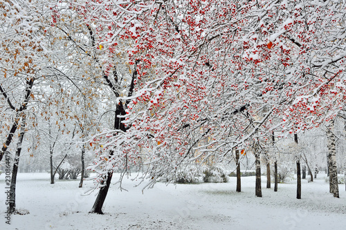 Beautiful winter landscape - snowfall in city park. Snow covered branch of wild apple tree with red fruits at foreground. Bright winter landscape -  fairy tale of winter nature