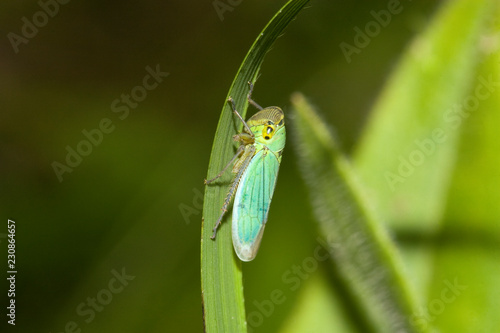 cicadelle insecte sautant